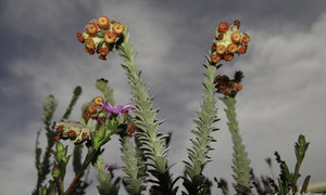 The Heuningberg Nature Reserve